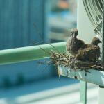 Keep Birds Away from Window Air Conditioner